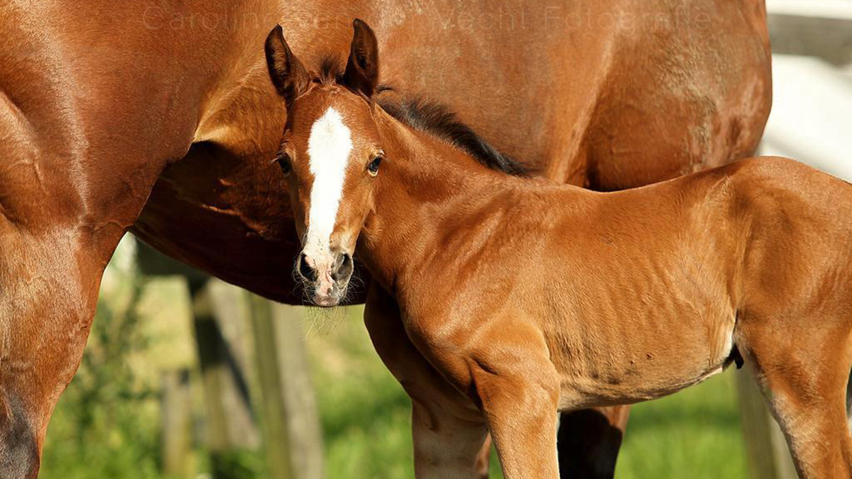 Like a Princess aka Lizzy