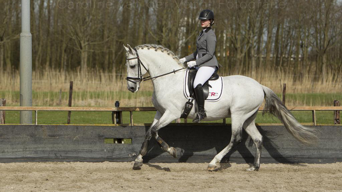 Dressuur Barokke paarden