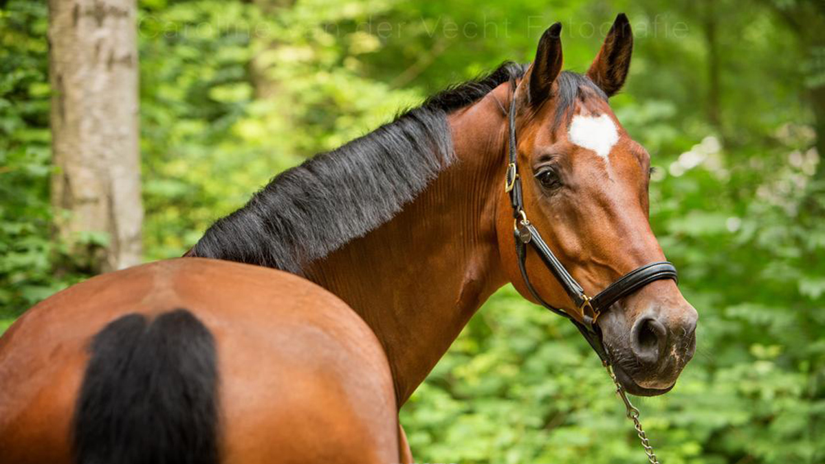 Fotoshoot Manege Nieuw Amstelland