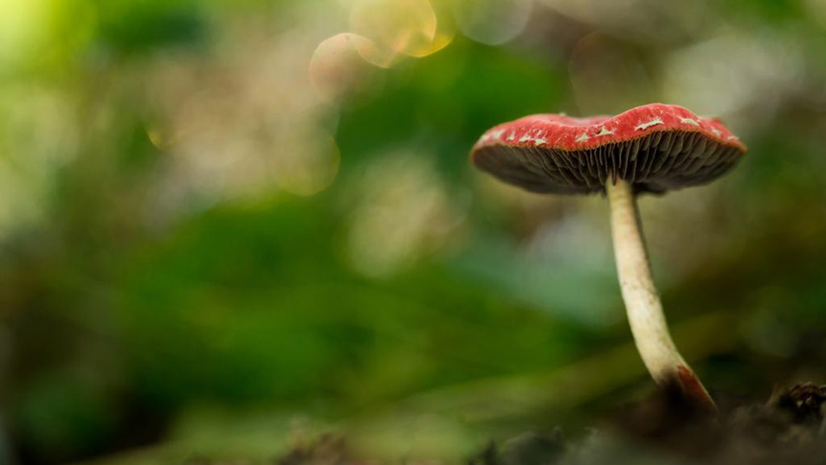 Workshop paddestoelenfotografie