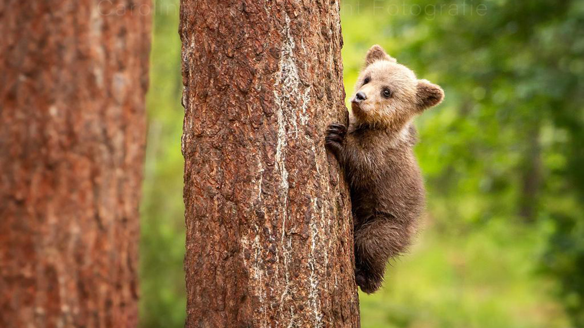Bruine beren in Finland