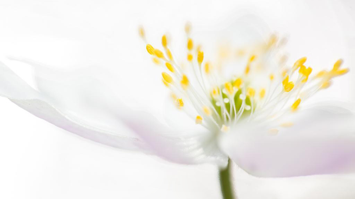 Bosanemonen Kasteel Poelgeest