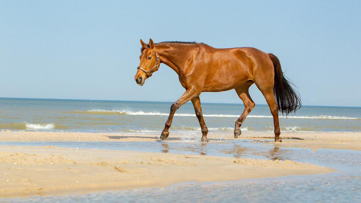 Fotoshoot op het strand