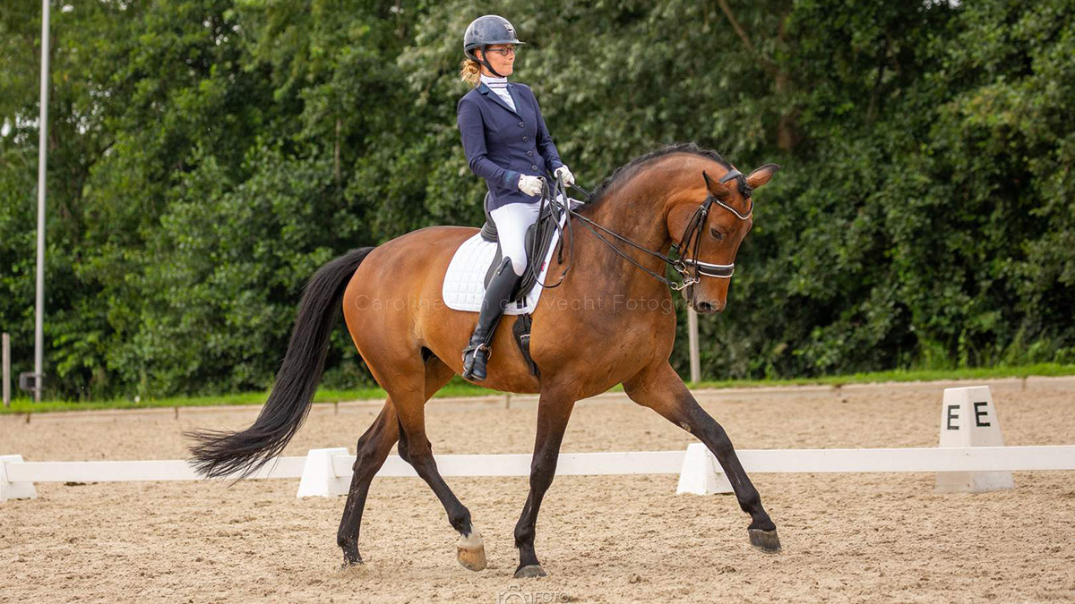 Dressuur Stal Heidehoek