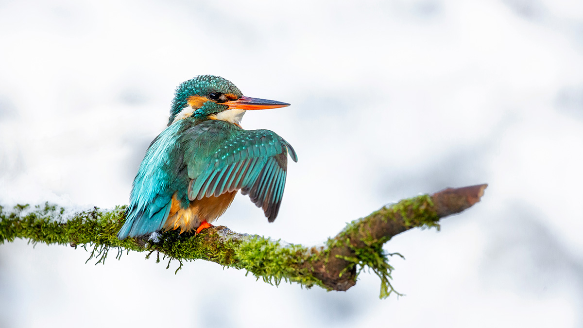 IJsvogel in de sneeuw!