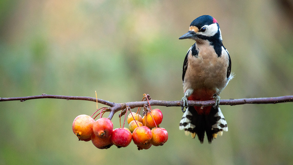 Achtergrond maakt de foto